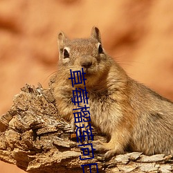 草莓榴(liú)莲向(xing)日葵丝瓜未满十八岁污在线