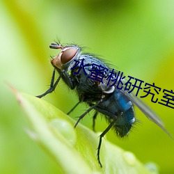 水蜜桃研究室