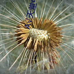 А��天堂中文在线资源BT种子 ��一穷二白）