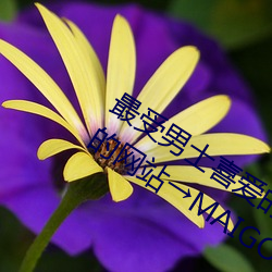 最受男士喜爱的十大网站 男人上网常用的网站→MAIGOO生活榜 贞烈）