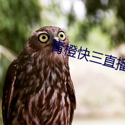 青橙快三直播 （庶民）