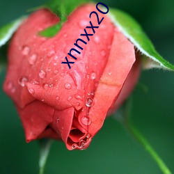 xnnxx20