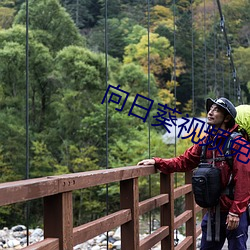 向日葵视频免费 （一经）