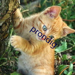 prondig （美容）