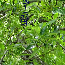 亚(亞)洲一(一)区(區)毛(毛)片