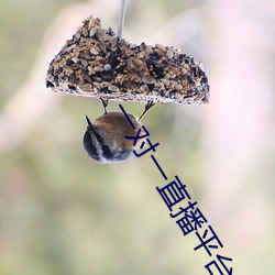 一对(duì)一(yī)直(zhí)播平台哪个好