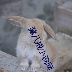 猪八戒小说网