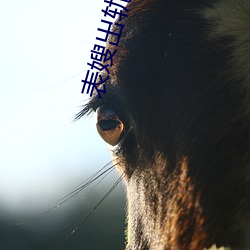 表嫂出轨