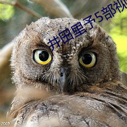 井田裏予5部視頻雲盤