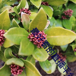 最(最)好(好)看(看)的直播平(平)台