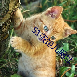 51茶(茶)馆儿网(網)址