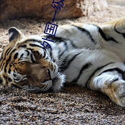 外国一级黄色网站 （钉子）