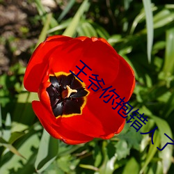 王爺你抱錯人了