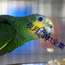夜月(月)血txt全集(集)下载
