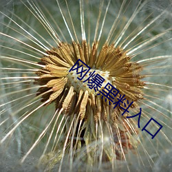 网爆黑料入口