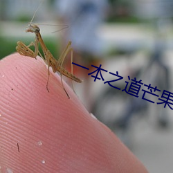 一本之(zhī)道芒果责任有(yǒu)限公司