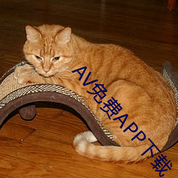 AV免费(fèi)APP下载(zài)