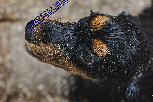情侣网站源码(mǎ)