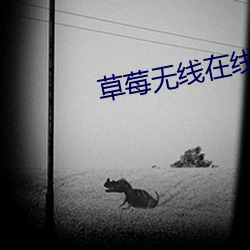 草莓無線在線觀看網頁版