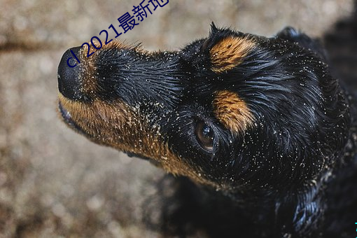 cl 2021最新地