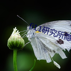 fi11研(研)究所隐藏入口