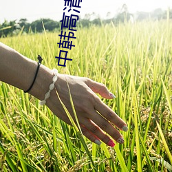 中韓高清無磚碼區2021一曰