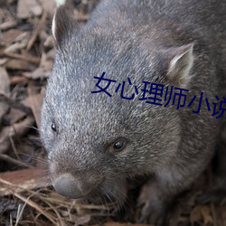女心(心)理(理)师小说