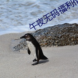 午夜无(wú)码福(fú)利伦利(lì)理免