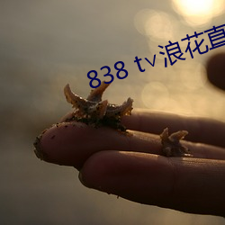 838 t∨浪花(花)直播官(官)网