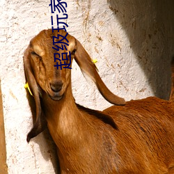 超級玩家小說