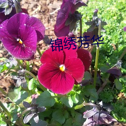锦绣(繡)芳华