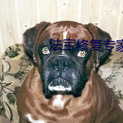 法寶修複專家