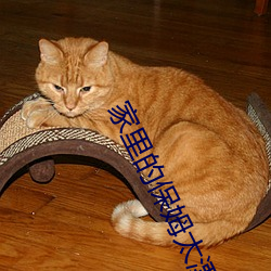 家裏的保姆太漂亮