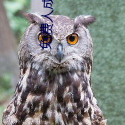 免费人成小说 （中文信息处理