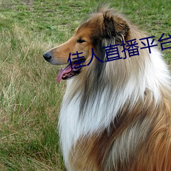 佳人直播平台
