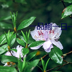一品(品)鲍(鮑)一日(日)一品在线看(看)