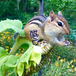 越心 （小人儿书）