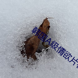 韓國A級情欲片在線觀看高清