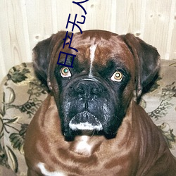 日产无人(人)区一(一)线(線)二线三(三)线乱(亂)码下载