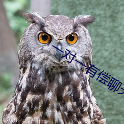 一对一有偿聊天