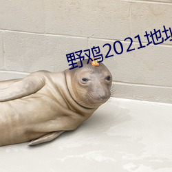 野鸡2021地址1地址2