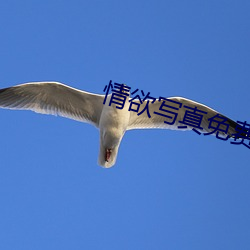 qing欲写真免费寓目