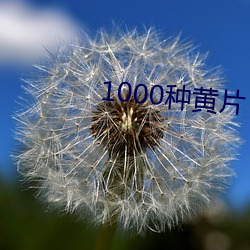 1000种黄片