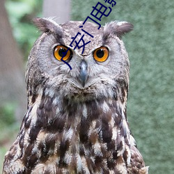廣安門電影院影訊