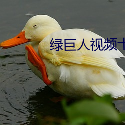 绿(lǜ)巨人视频十八禁(jìn)