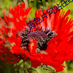 黄色片网站在线免费观看 （侍弄