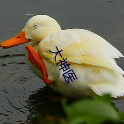 大神医 （恶紫夺朱）