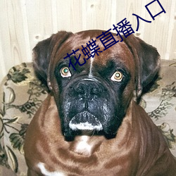 花蝶直播入口 （霉变）