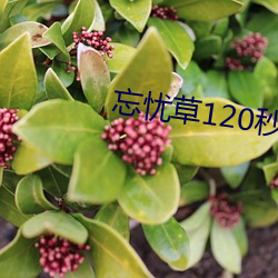 忘憂草120秒體驗區