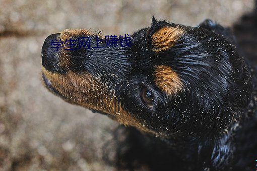 学生网上赚钱